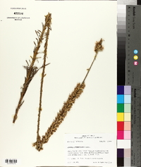 Liatris pycnostachya image