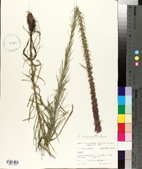 Liatris pycnostachya image