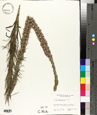 Liatris pycnostachya image