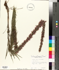 Liatris pycnostachya image