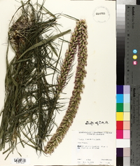 Liatris pycnostachya image