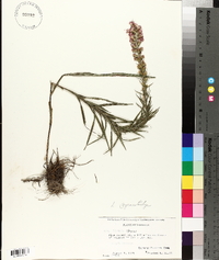 Liatris pycnostachya image