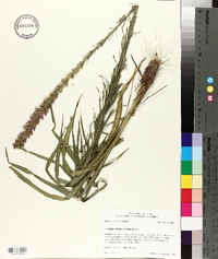 Liatris pycnostachya image