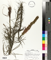 Liatris pycnostachya image