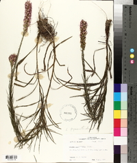 Liatris pycnostachya image