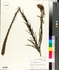 Liatris pycnostachya image