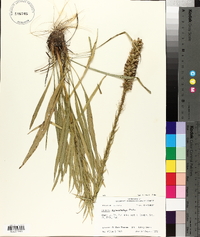 Liatris pycnostachya image