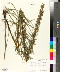 Liatris pycnostachya image