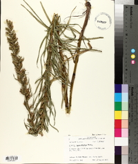 Liatris pycnostachya image