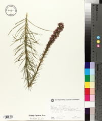 Liatris pycnostachya image