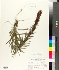 Liatris pycnostachya image