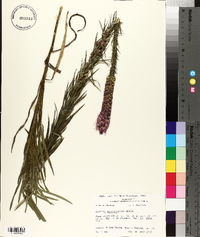 Liatris pycnostachya image