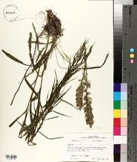 Liatris pycnostachya image