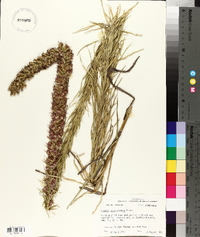 Liatris pycnostachya image