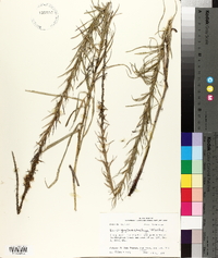 Liatris pycnostachya image