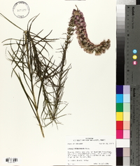 Liatris pycnostachya image