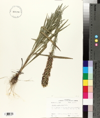 Liatris pycnostachya image