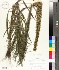 Liatris pycnostachya image