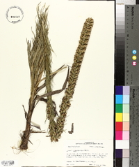 Liatris pycnostachya image