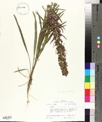 Liatris pycnostachya image