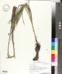 Liatris pycnostachya image