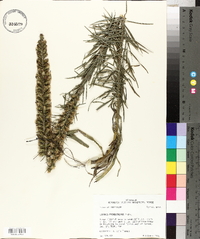 Liatris pycnostachya image