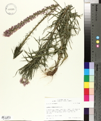 Liatris pycnostachya image