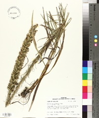 Liatris pycnostachya image