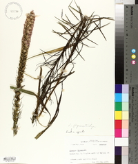 Liatris pycnostachya image