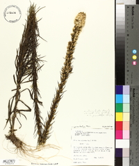 Liatris pycnostachya image