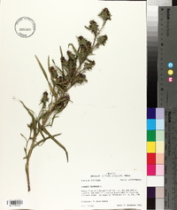 Liatris squarrosa image