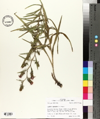 Liatris squarrosa image