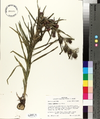 Liatris squarrosa image