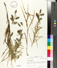 Liatris hirsuta image