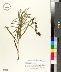 Liatris squarrosa image