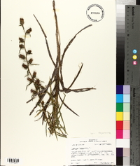 Liatris squarrosa image