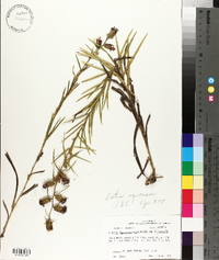 Liatris hirsuta image