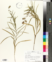 Liatris squarrosa image