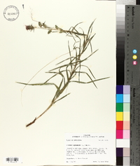 Liatris squarrosa image