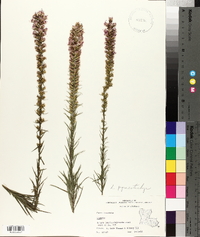 Liatris pycnostachya image