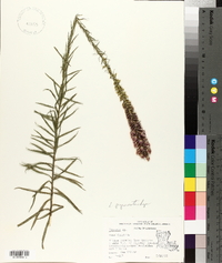 Liatris pycnostachya image