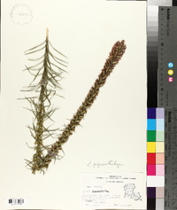 Liatris pycnostachya image