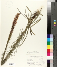 Liatris pycnostachya image