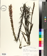 Liatris pycnostachya image