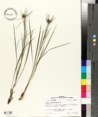 Liatris pycnostachya image