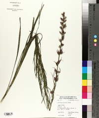 Liatris pycnostachya image