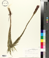 Liatris pycnostachya image