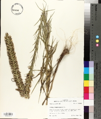 Liatris pycnostachya image