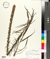 Liatris pycnostachya image