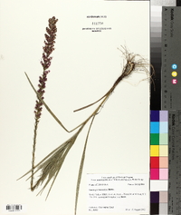 Liatris pycnostachya image